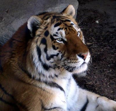 tigers___toronto__zoo_