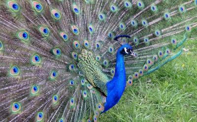 Peacock    ( Toronto  Zoo )