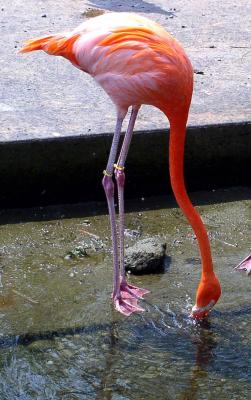 Flamingo  ( Toronto  Zoo )