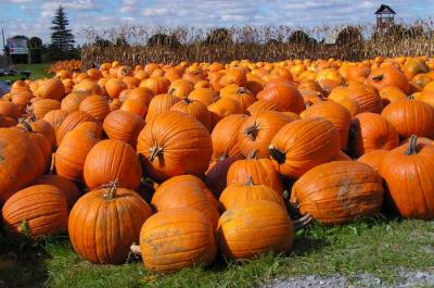 Pumpkins.jpg