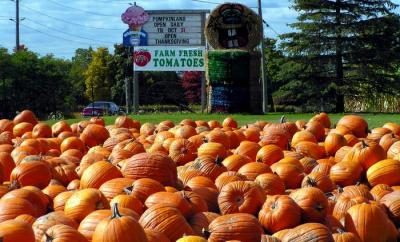 Pumpkinland.JPG