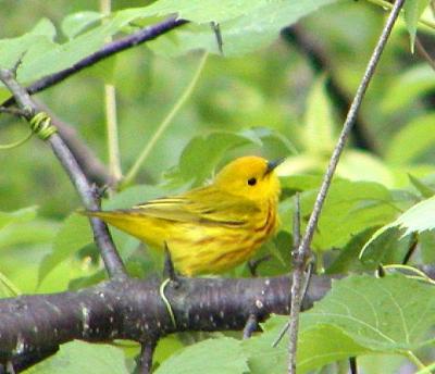 Yellow Warbler