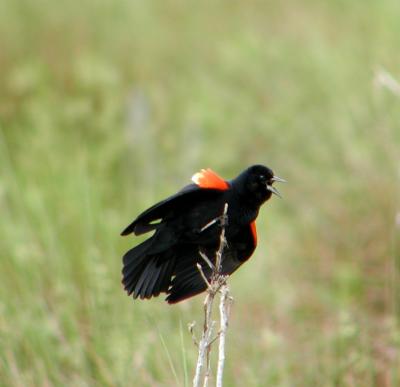 Red-winged Blackbird