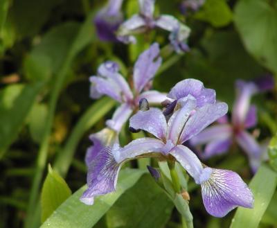Iris