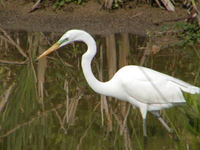 Great Egret