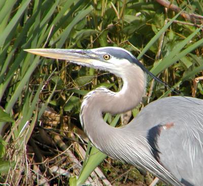 Great Blue Heron