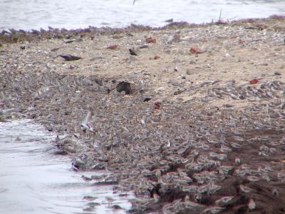 Shorebirds massed at Port Mahon
