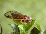 Cicadas in Alexandria, VA