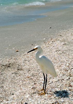 lesser egret