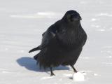 Raven squatting, egg yolk on beak