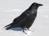 Raven on snow, exposure reduced from previous image