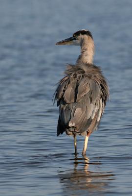 u45/paulyoly/medium/34680582.blueheron.jpg