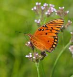 orangefly.jpg