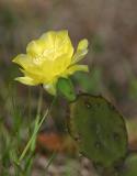cactusflower4.jpg