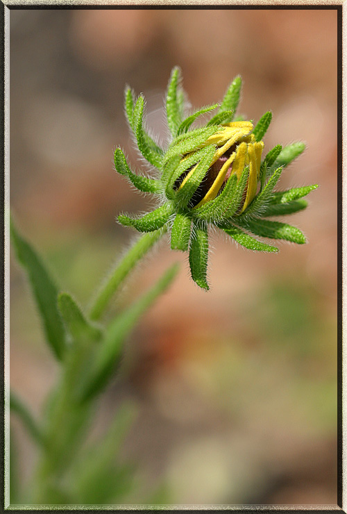 sunflower1.jpg