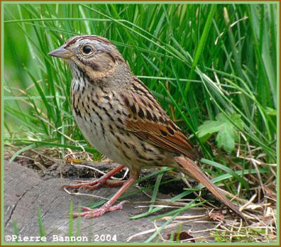 Bruant de Lincoln (Lincoln Sparrow)