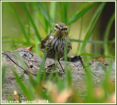 Paruline tigre (Cape May Warbler)