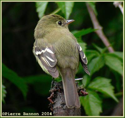 Moucherolle  ventre jaune (Yellow-bellied Flycatcher)