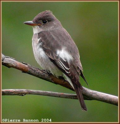 Moucherolle à côté olive (Olive-sided Flycatcher)