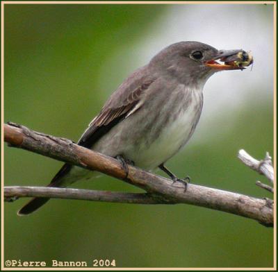 Moucherolle à côté olive (Olive-sided Flycatcher)