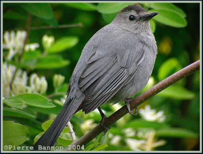 Moqueur chat (Gray Catbird)