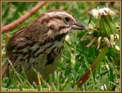 Bruant chanteur (Song Sparrow)