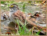 Bruant  gorge blanche (White-throated Sparrow)