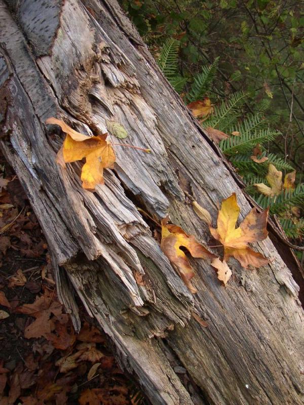 PA040159.jpg