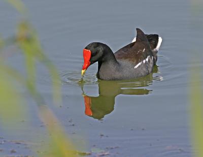 Common Moorhen (Gallinule)