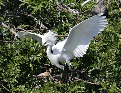 Snowy Egret