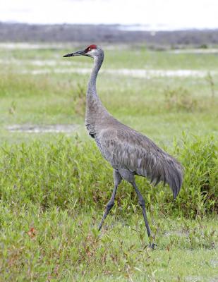 Sandhill Crane