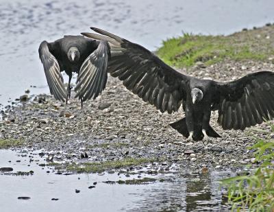 Black Vultures