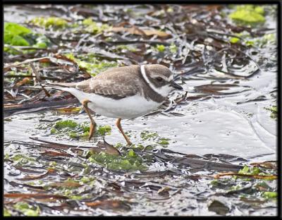 Semipalmated Plover - Juvenile