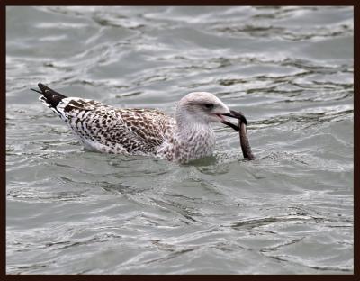 Lesser Black-Backed Gull...1st Winter