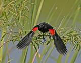 Redwing Blackbird