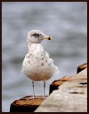 Greater Black-Backed Gull (Juvenile)