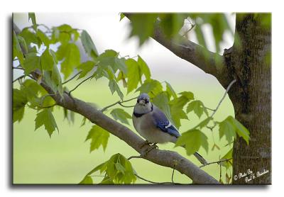 Blue Jay 000 copy.tif