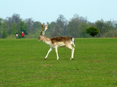 One of Many Deer