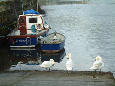 Kinsale Harbour Swans