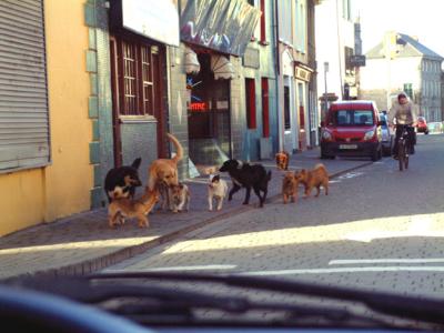 Limerick Dog Pack