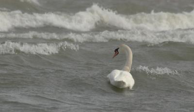 rough day on Lake Michigan
