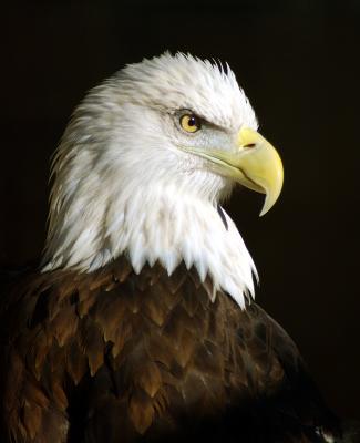 American Bald Eagle