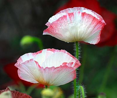 Poppies #2