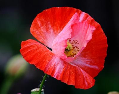 Red Poppy