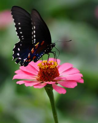 Black Butterfly on Pink Flower