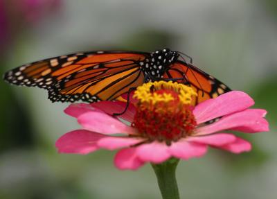 Monarch on Pink Flower