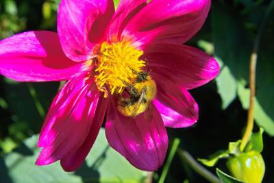 Chilean Bumblebee