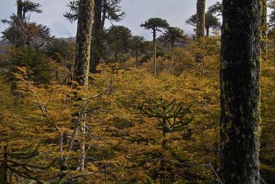 Araucaria and Nothofagus (southern beech)