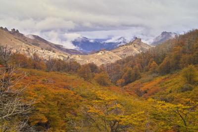 Deciduous Nothofagus