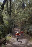 Nothofagus, Araucaria and Bamboo forest